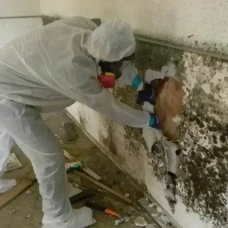 Mold Remediation and Removal in Bear Lake County, ID